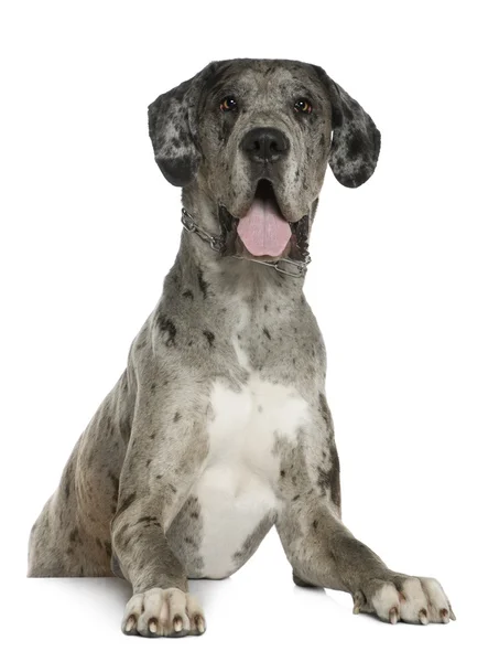 Dogge, 1 Jahr alt, vor weißem Hintergrund — Stockfoto