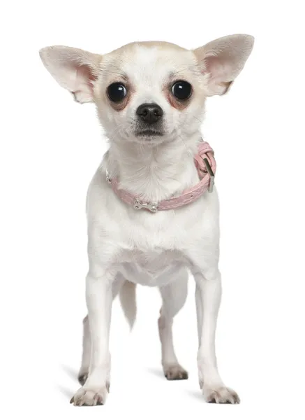 Chihuahua em gola rosa, 1 ano e meio de idade, de pé na frente do fundo branco — Fotografia de Stock