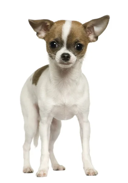 Chihuahua, 6 meses, de pie frente al fondo blanco — Foto de Stock