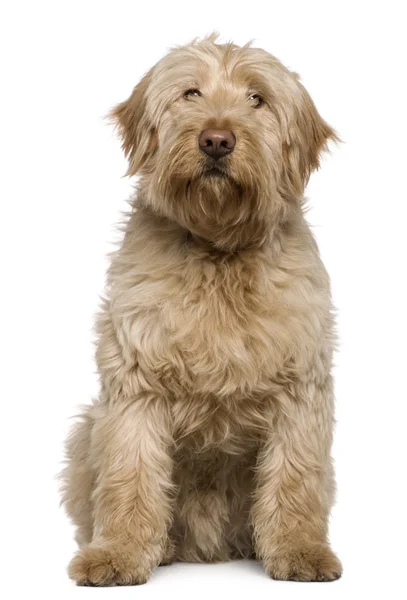 stock image Mixed-breed dog, 8 months old, sitting in front of white background