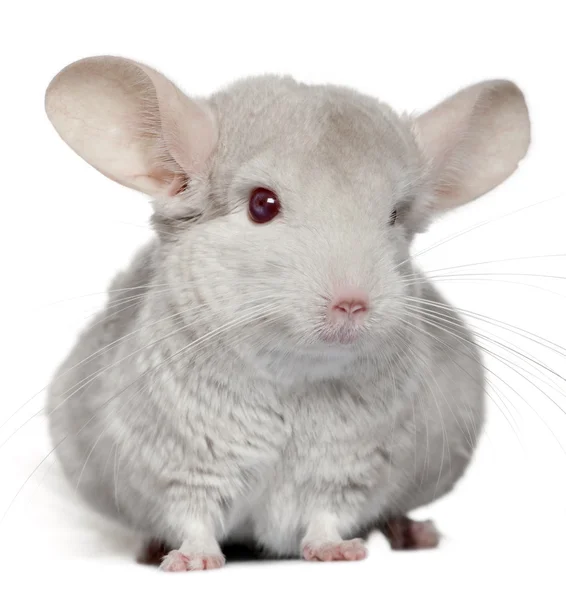 Chinchilla, 5 years old, in front of white background — Stock Photo, Image