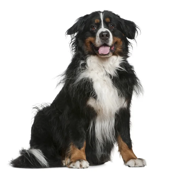 Bernese mountain dog, 5 years old, sitting in front of white background — Stock Photo, Image