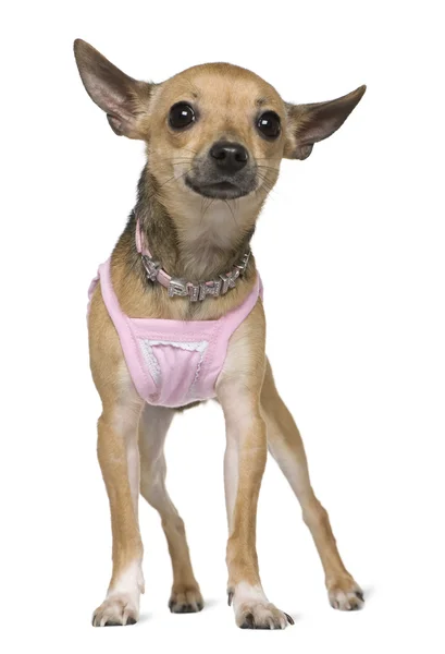 Chihuahua gekleed in roze, 1 jaar oud, staande voor witte achtergrond — Stockfoto