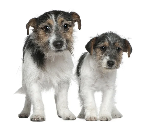 Zwei Jack Russell Terrier, 4 Monate und 1 Jahr alt, stehen vor weißem Hintergrund — Stockfoto