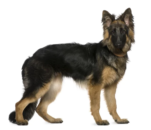 German Shepherd dog, 7 months old, standing in front of white background — Stock Photo, Image