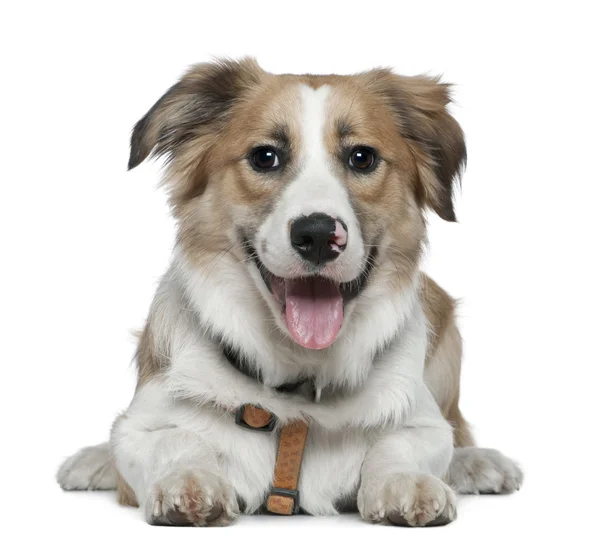 stock image Border Collie, 8 months old, lying in front of white background