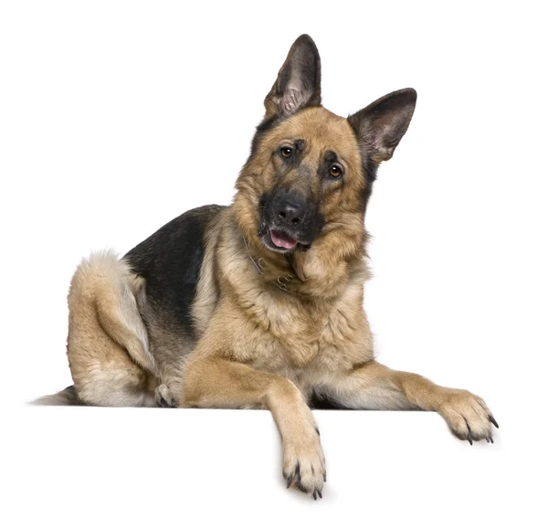 German Shepherd dog, 4 years old, in front of white background — Stock Photo, Image