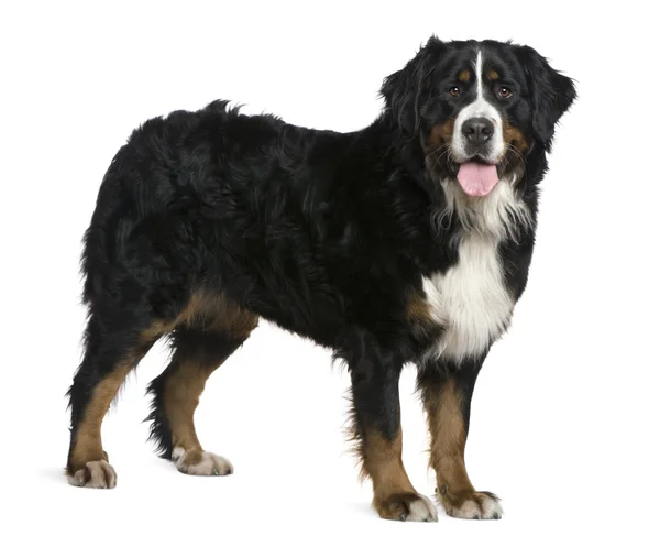 Bernese mountain dog, 2 and a half years old, standing in front of white background — Stock Photo, Image
