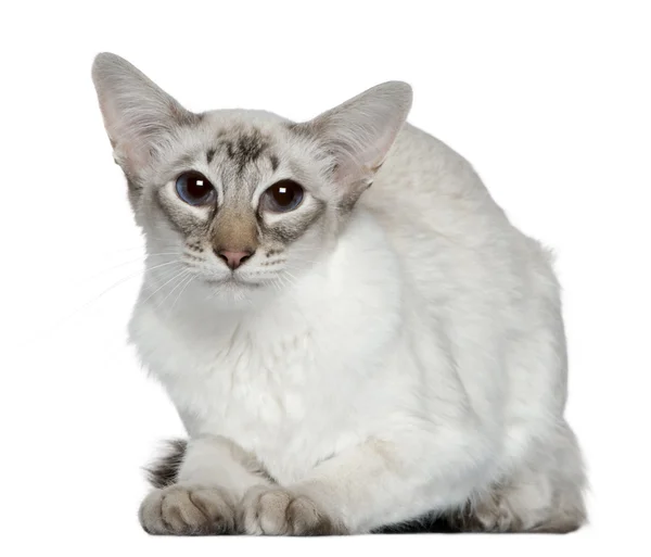 Балийская кошка, 2 года, на белом фоне — стоковое фото