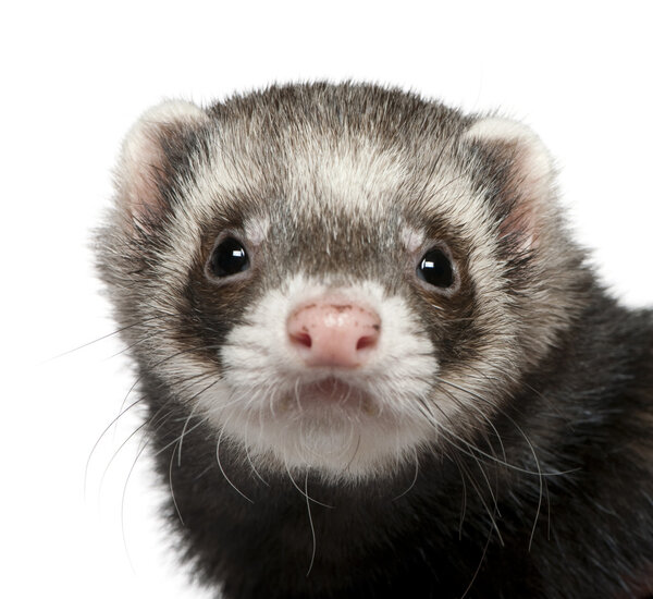 Close-up of ferret, 3 years old, in front of white background