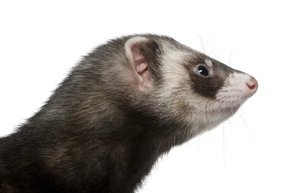 Zijaanzicht van ferret, 3 jaar oud, voor witte achtergrond — Stockfoto