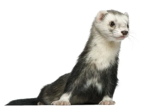 Ferret, 3 and a half years old, in front of white background — Stock Photo, Image