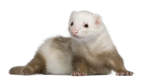 Ferret, 1 and a half years old, in front of white background — Stock Photo, Image