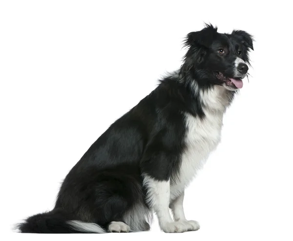 Border Collie, 13 months old, sitting in front of white background — Stock Photo, Image