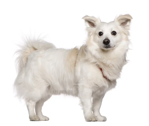 Pomeranian, 4 år gammal, står framför vit bakgrund — Stockfoto