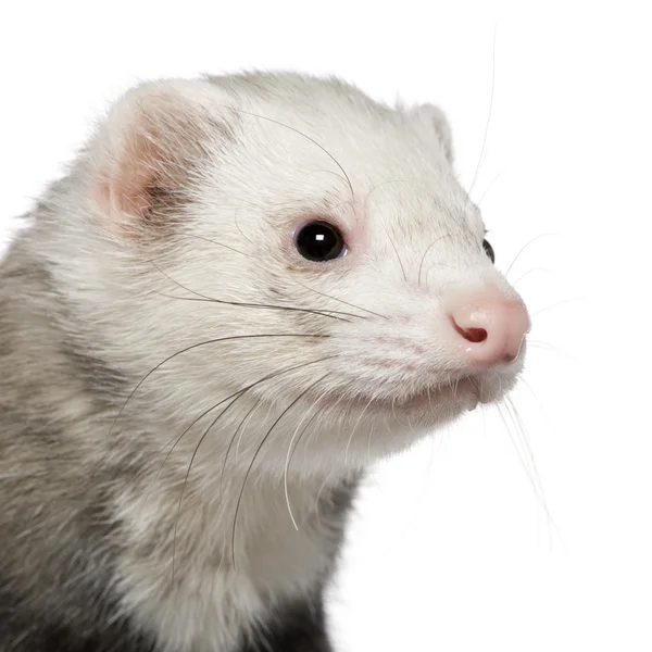 Close-up van ferret, 5 jaar oud, voor witte achtergrond — Stockfoto