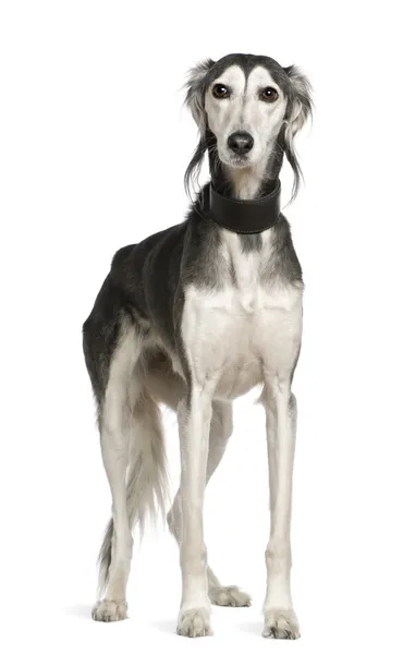 Saluki dog, 12 years old, standing in front of white background — Stock Photo, Image
