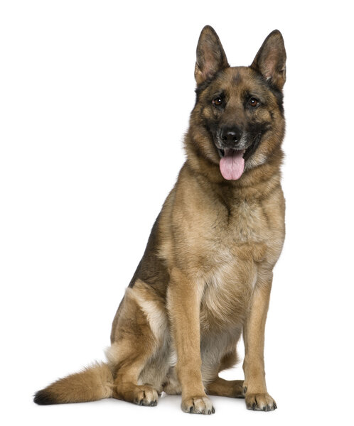 German Shepherd dog, 7 years old, sitting in front of white background