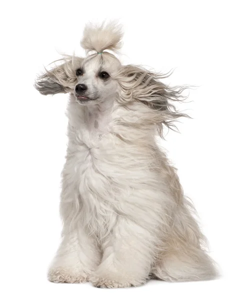 Chinese crested dog met haren in de wind, 2 jaar oud, voor witte achtergrond — Stockfoto