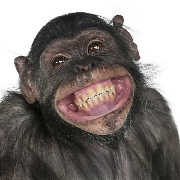 Blandad ras monkey mellan schimpans och bonobo Stockfoto
