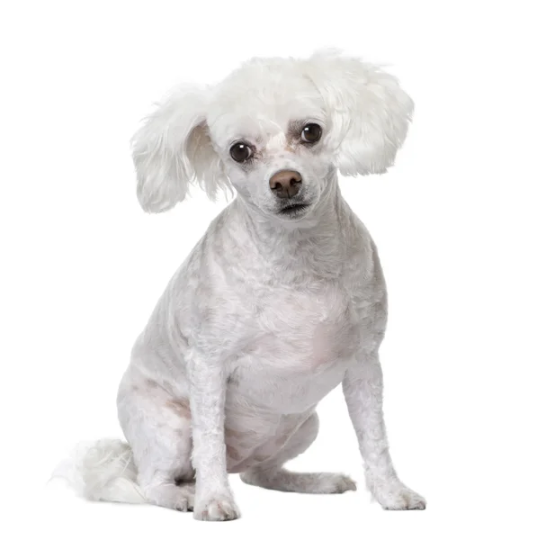Mixed-Breed Dog ( 5 years old) sitting. Stock Image