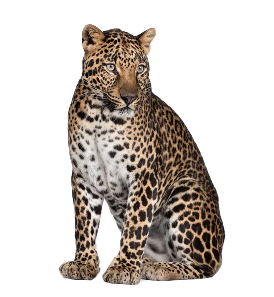 Panthera pardus Stock Photos, Royalty Free Panthera pardus Images ...