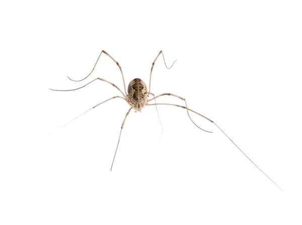 Opiliones паук на белом фоне, студийный снимок Стоковое Изображение