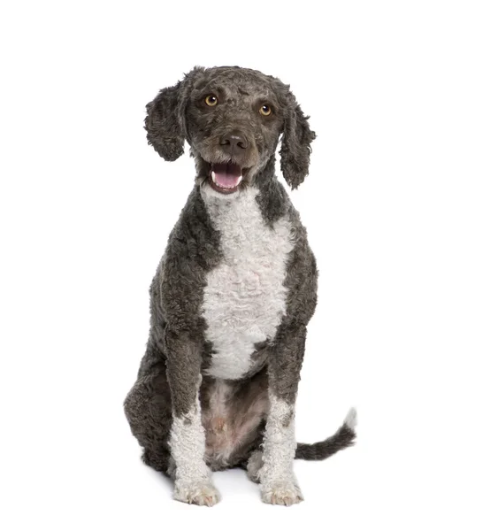 Spanish water spaniel dog, 3 years old, sitting in front of whit Stock Picture