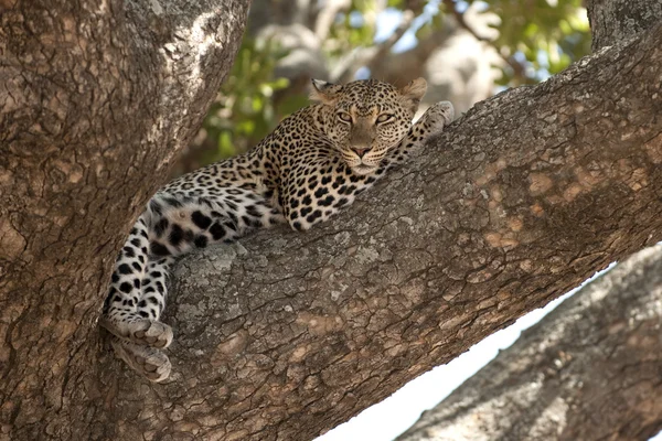Леопард отдыхает на дереве, Серенгети, Танзания, Африка Стоковое Фото