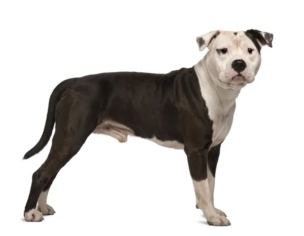 American Staffordshire Terrier, 4 years old, standing in front of white background Stock Photo