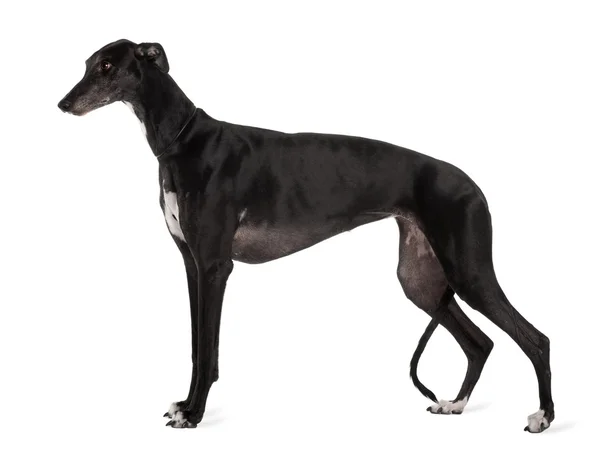 how big is a greyhounds neck