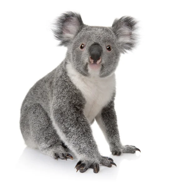 Koala bear isolated Stock Photos, Royalty Free Koala bear isolated Images |  Depositphotos