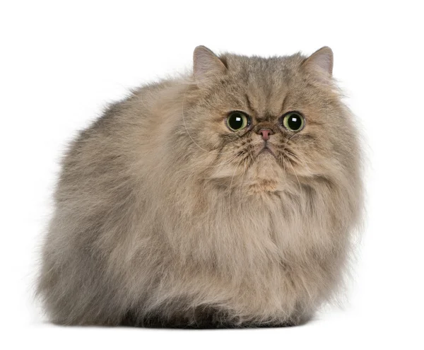 Persian cat Stock Photos, Royalty Free Persian cat Images | Depositphotos