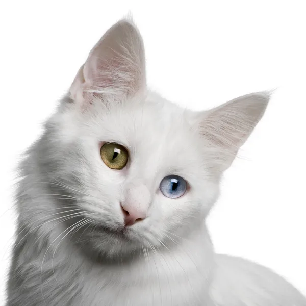 Close up of a Turkish Angora (18 months old) Royalty Free Stock Images