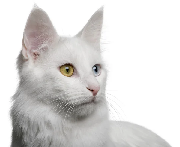 Close up of a Turkish Angora (18 months old) Stock Photo