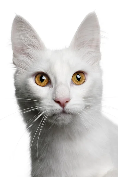 Close up of a Turkish Angora (18 months old) Stock Picture