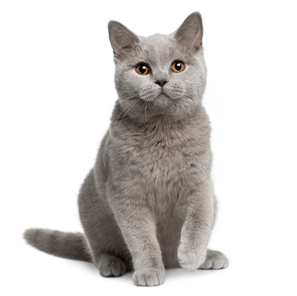 British shorthair cat, 7 months old, sitting in front of white background Stock Picture