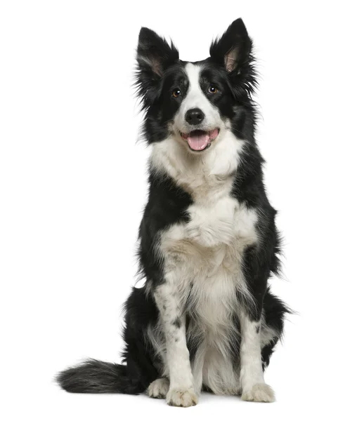 Royalty Free border collie images 