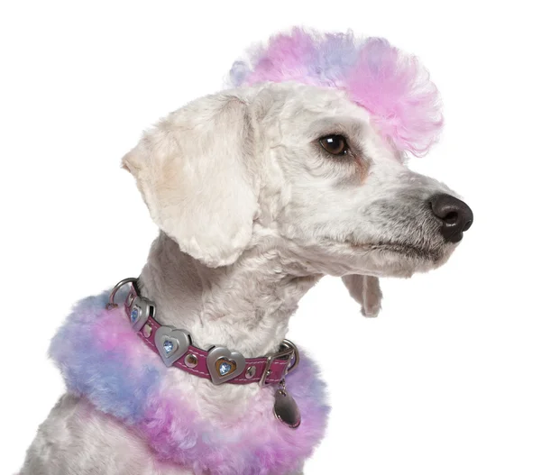 Groomed poodle with pink and purple fur and mohawk, 1 year old, standing in front of white background Stock Picture
