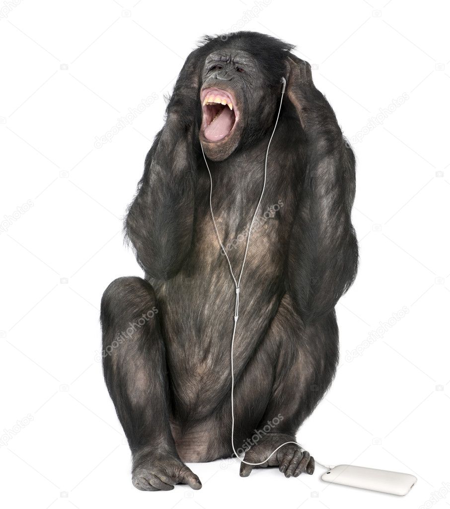 Mixed breed between Chimpanzee and Bonobo listening to music, 20 years old, in front of white background, studio shot