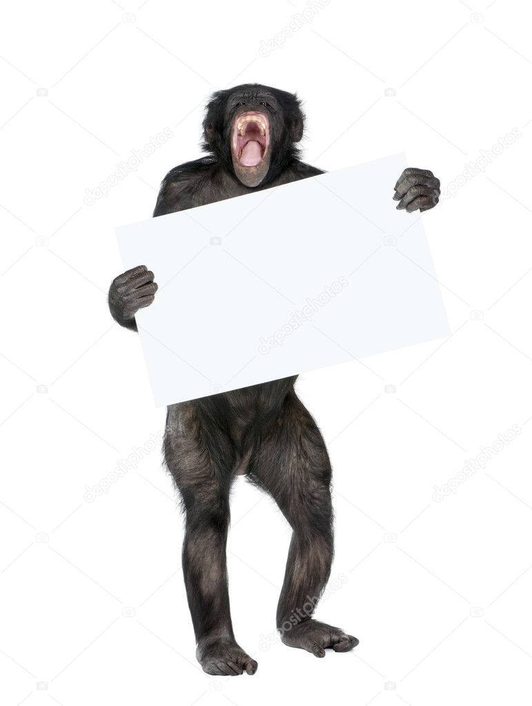 Mixed breed between Chimpanzee and Bonobo holding blank posterbo