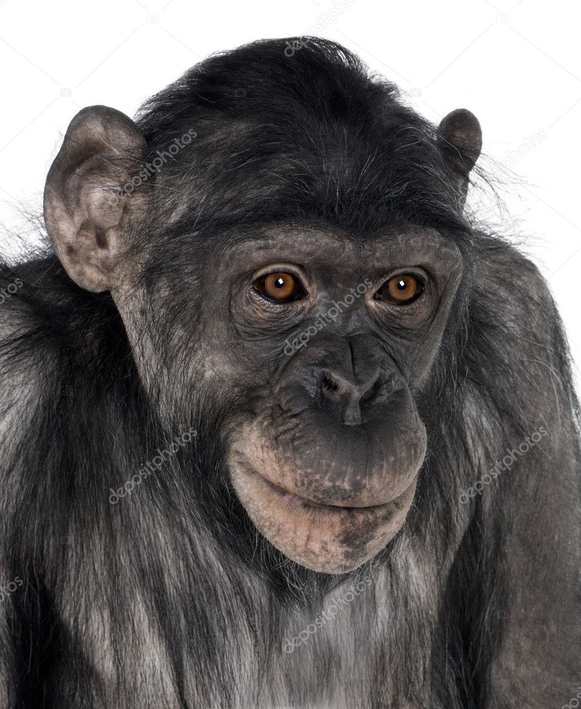 Foto de Sessão Jovem Chimpanzé Simia Troglodytes Na Frente De Um