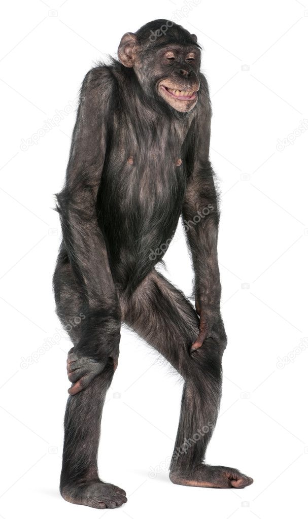 Mixed-Breed monkey between Chimpanzee and Bonobo