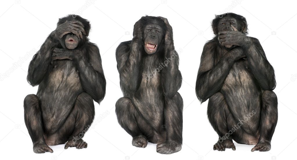 Three Wise Monkeys : Chimpanzee - Simia troglodytes (20 years ol