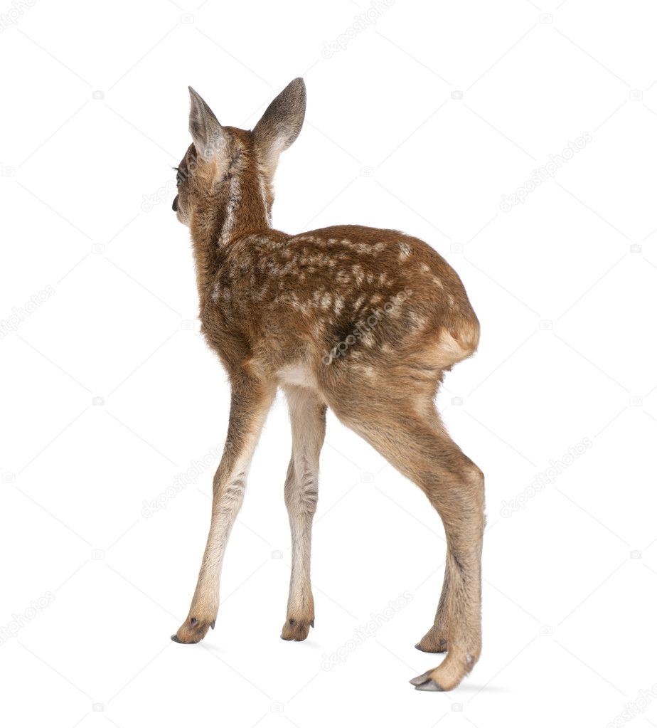 Rear view of Roe Deer Fawn, Capreolus capreolus, 15 days old, standing against white background, studio shot