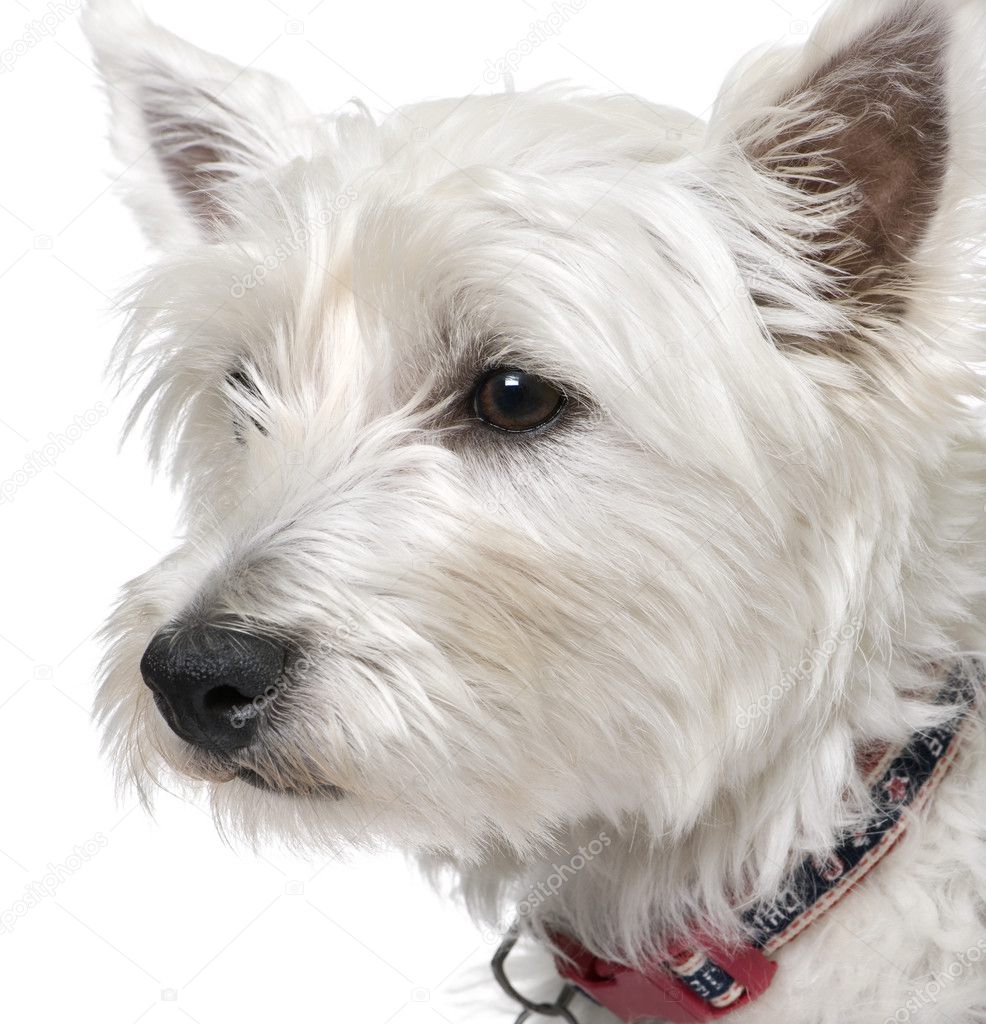 West Highland White Terrier (1 year old) portrait.