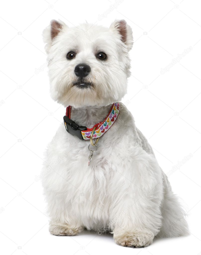 West Highland White Terrier (2 yeard old) sitting.