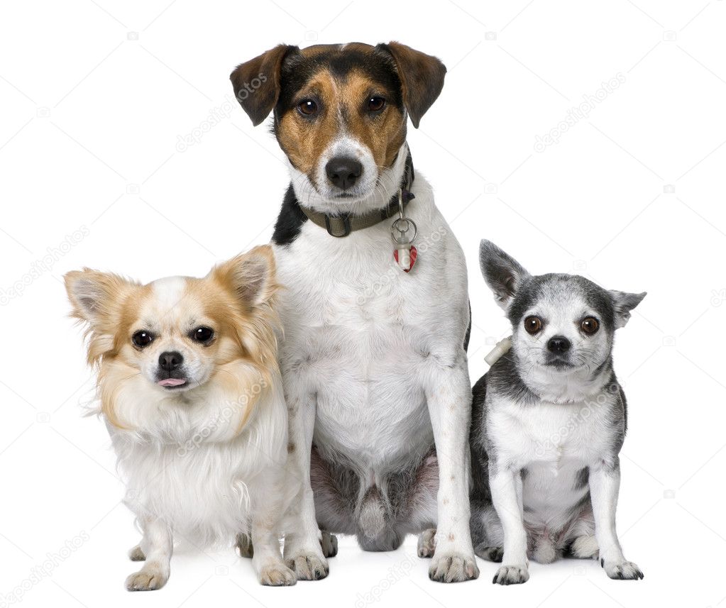 Goupe of dog: two chihuahua and a Jack russell
