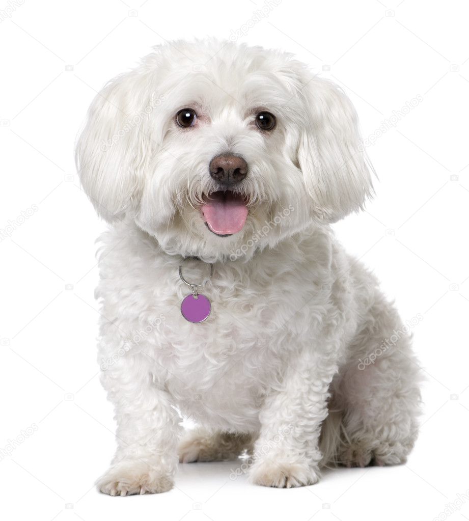 Maltese dog (8 years old) sitting.