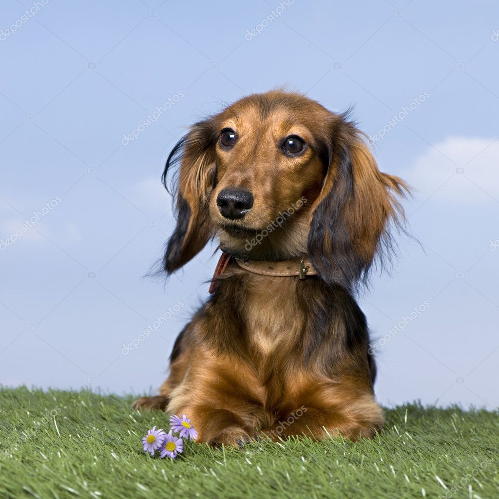 Old Long Haired Dachshund Dachshund Puppy (5 Months Old